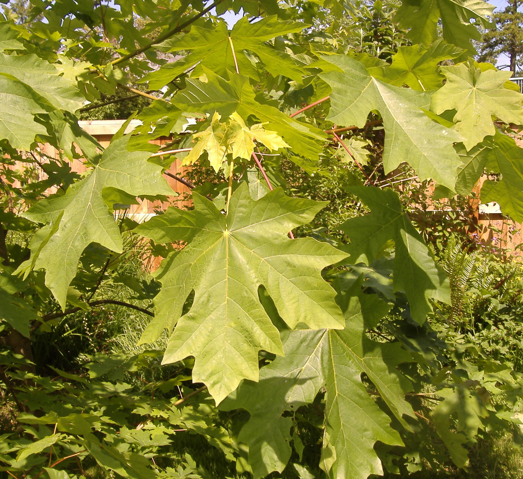 Bigleaf Maple | Green Admiral Nature Restoration